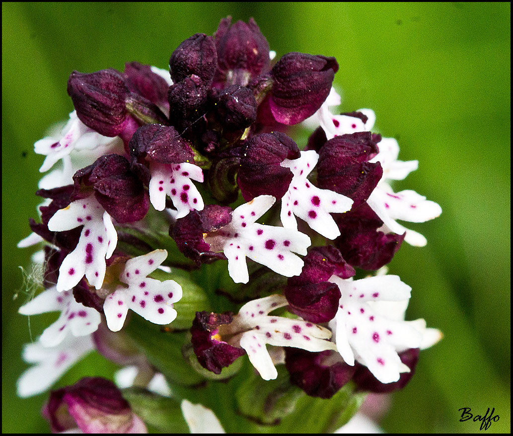 Neotinea ustulata